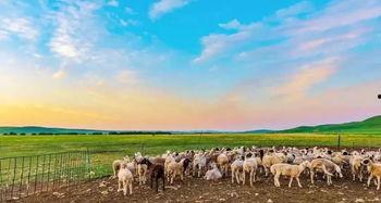 网红第一羊,揭秘网络红人的崛起之路